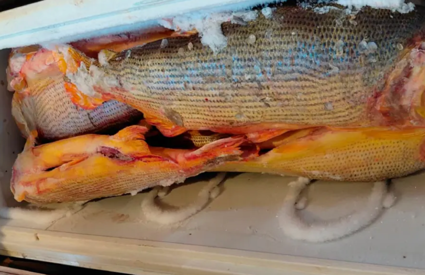 Decomisaron más de 1000 kilos de dorados y otras especies tras allanamiento en una vivienda de Concordia