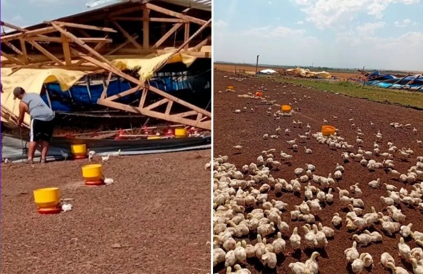 Un temporal de viento destruyó un galpón de pollos en Herrera